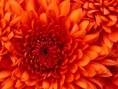 /album/photogallery/chrysanthemum-jpg/