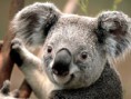 /album/photogallery/koala-jpg/